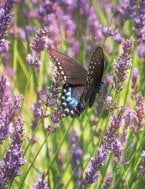 peaceful image of butterfly